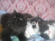 персидские котята экстрималы