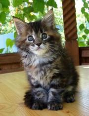 Продажа котят породы мейн-кун