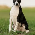 Щенки басенджи-африканской нелающей собаки