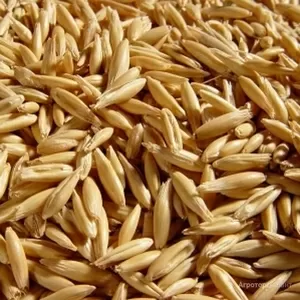 Корма для животных: пшеница овёс ячмень кукуруза сено солома