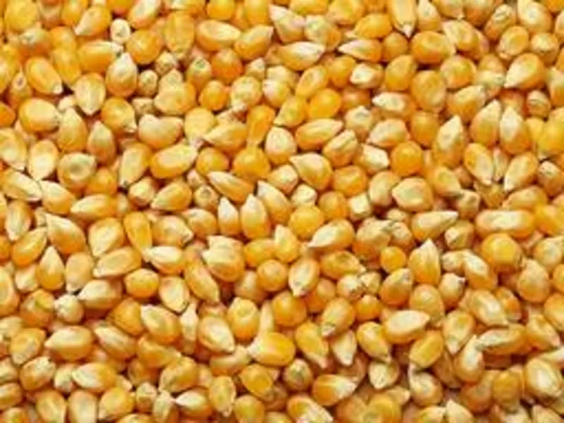 Корма для животных: пшеница овёс ячмень кукуруза сено солома 4