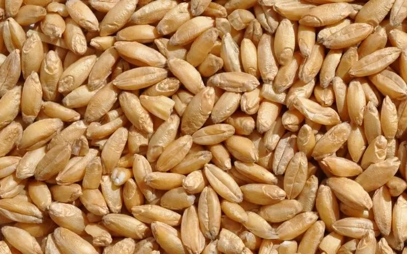 Корма для животных: пшеница овёс ячмень кукуруза сено солома 2