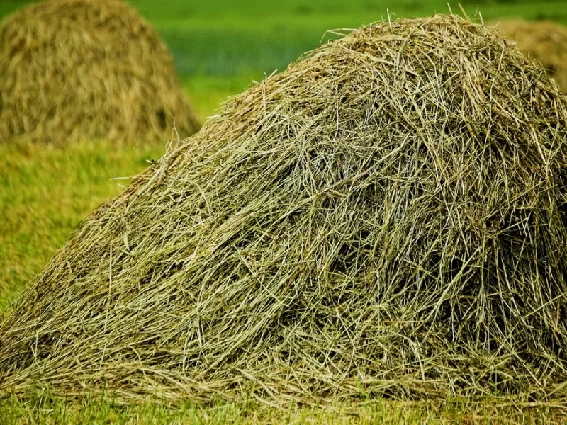 Корма для животных: пшеница овёс ячмень кукуруза сено солома 3